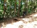 shinji tanaka airtime at pestano farm