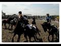 horse ball