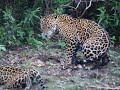 Onças pintadas fazendo amor na Fazenda San Francisco -PANTANAL SUL