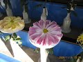 湯島天神菊祭り.wmv