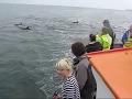 videos de Tenby Dolphins.