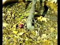 Bonsai capul�n