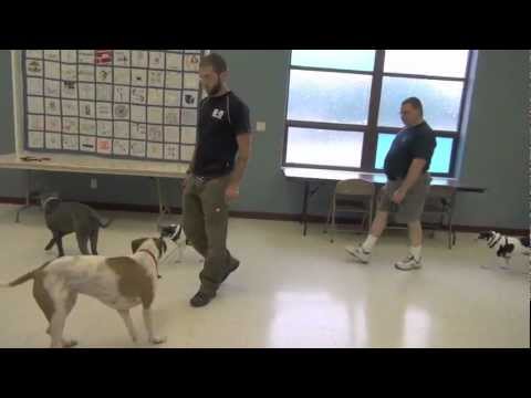 how to control aggressive dogs