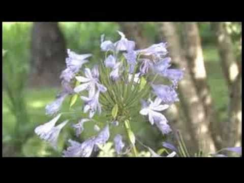 how to replant agapanthus
