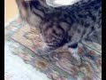dipsy and gismo playing