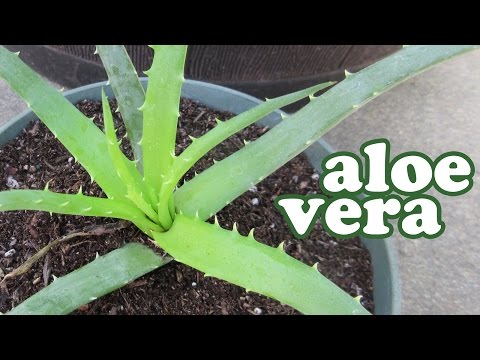 how to replant a cactus in a pot