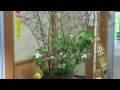 Click here to watch this video あすなろ荘マネージャーの「あすなろ探訪」～客室編～