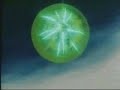 dragonball z goku versus brolly
