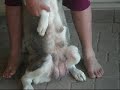 The dancing Dog