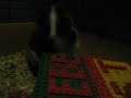 My sweet Guinea Pig (1 year old)