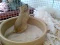 Persian Jirds