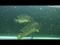 Yellow Calvus