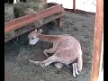 Guinevere delivers a cria Guinevere delivers a cria