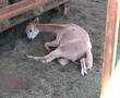 Guinevere delivers a cria