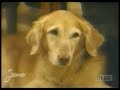 carolyn scott   golden rookie: a 15 year partnership