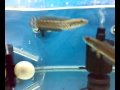 Snakehead