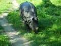 neushoorn / rhino in Chitwan, Nepal 1