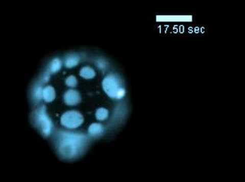 Lipids are Cool #1