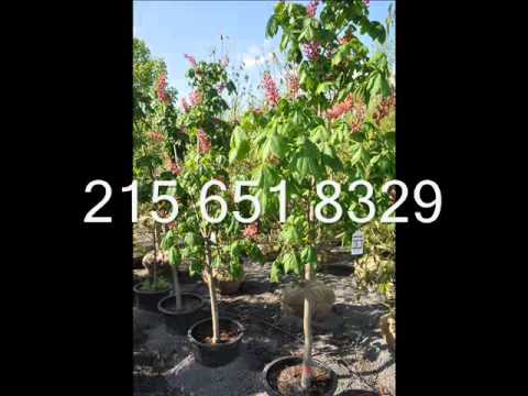 how to transplant ponga