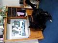 Border Collie video