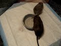 Degu Dust Bath