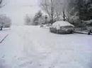 Bostons in snow