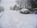 Bostons in snow