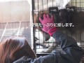 Click here to watch this video その日まで...UKC JAPANの犬たち。