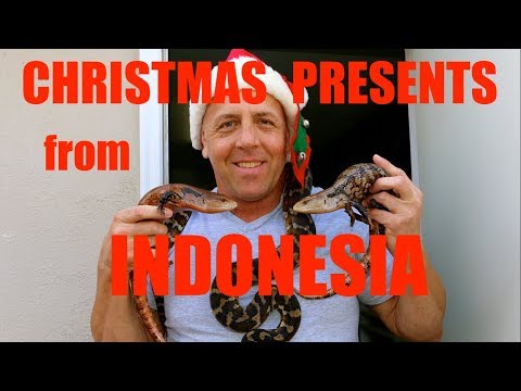 YouTube reptile video