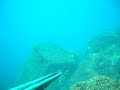 Pesca Apnea - Sarago all'agguato
