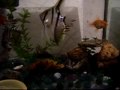 os mais belos peixes ornamentais do brasil e do mundo 