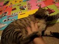 Re: MEAN KITTY - How To Annoy Your Cat... The Nice Way!