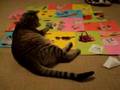 Re: MEAN KITTY - How To Annoy Your Cat... The Nice Way!