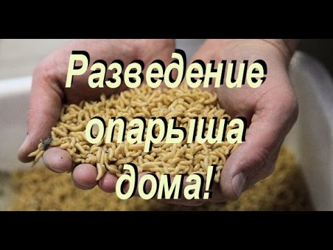 как выращивать опарыша для рыбалки в домашних условиях как выращивать опарыша для рыбалки в домашних условиях