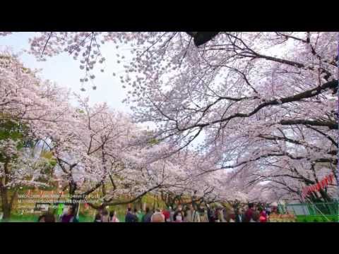 Timelapse Sakura in Ueno Park, Tokyo. Mar. 23, 2013