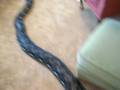 videos de Lazy Retic