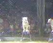 Tigres de Bengala Circo Rolex - Los Mochis Sinaloa
