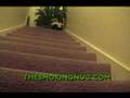 Pet Skunk Rolls Down The Stairs