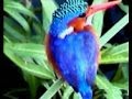 Birds of South Africa