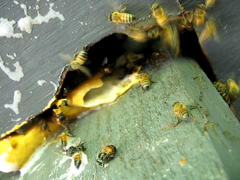 how to control africanized honey bees