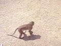 Monkey to the leg