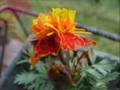 fiori arancione