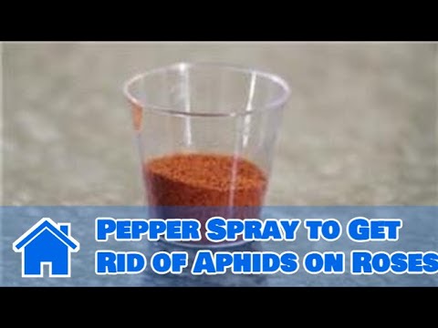 how to get rid aphids on roses