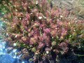The Spatula Leaf Sundew