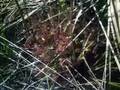 The Spatula Leaf Sundew