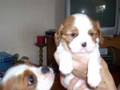 Cavalier King Charles Spaniel Puppy - Mango