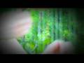 Celtic Harp Music by Anne Roos