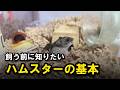 【初心者必見】ハムスターを飼う前に必要なもの10選