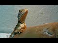 Agama aculeata (Stachelagame)