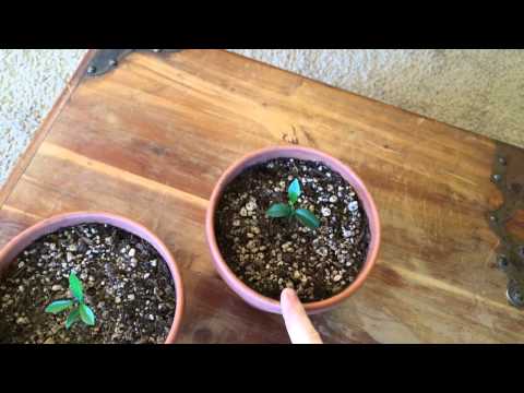 how to take care of kumquat tree